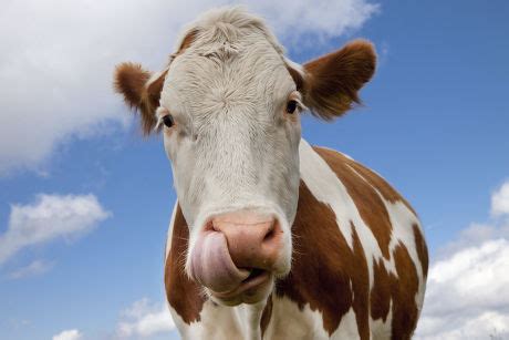 5 Cow poke Stock Pictures, Editorial Images and Stock Photos | Shutterstock