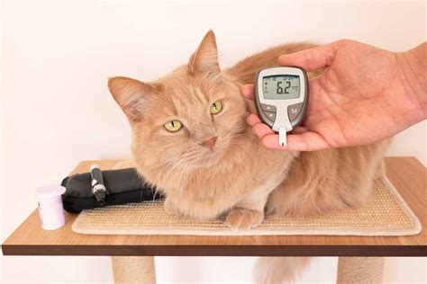 High Blood Sugar in Cats [with Chart]: A Guide for Cat Owners