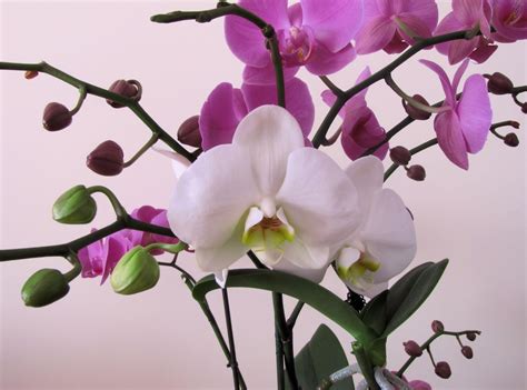 orchid, flower, branch Wallpaper, HD Flowers 4K Wallpapers, Images, Photos and Background ...