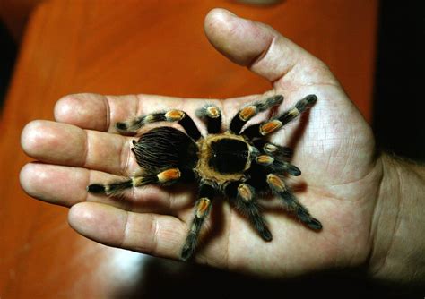 Tarantula venom offers epilepsy treatment clue