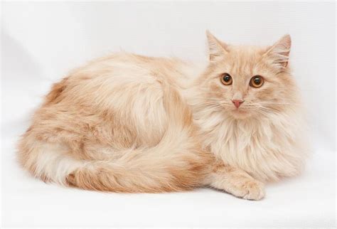 Domestic Longhair Cat Information and Pictures - PetGuide | PetGuide