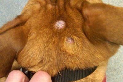 Dog Mast Cell Tumor Bleeding