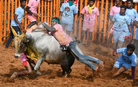 Jallikattu to continue in Tamil Nadu as SC allows bull-taming sport, says 'it's part of cultural ...