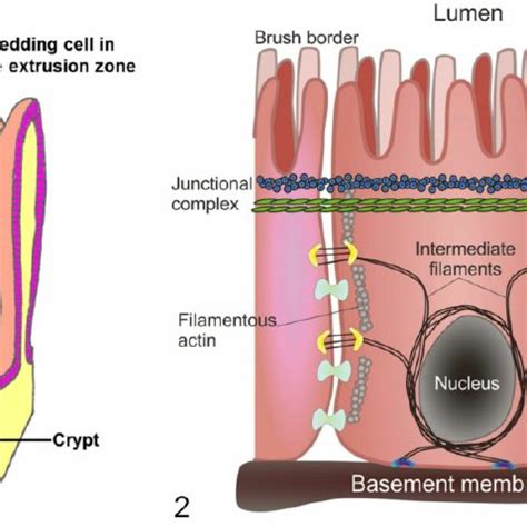 (PDF) Epithelial Cell Shedding and Barrier Function: A Matter of Life ...