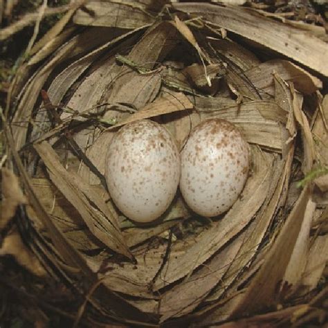 (PDF) Nesting biology of the flame-faced tanager (tangara parzudakii) in northeastern Ecuador