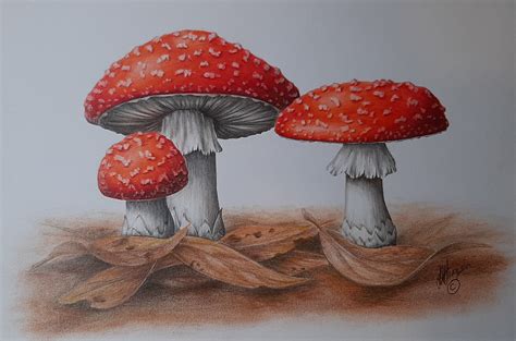 NATURAL HISTORY & BOTANICAL COLOURED PENCIL DRAWING – WOODLAND EDGE ...