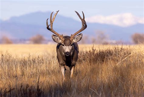 Deer Season in California - A-Z Animals