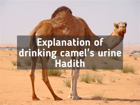 The Prophet Advised Drinking Camel Urine: Is It True & Why - Islam Compass