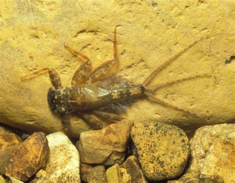 Mayfly Larvae | Missouri Department of Conservation