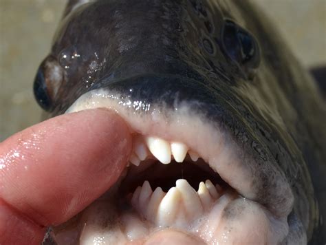 Tautog are fish to make dentists smile and give the rest of us the creeps - they have eerily ...