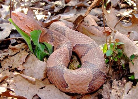 Copperhead Snake Bites Pictures: What Does It Look Like?