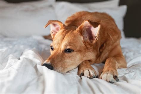 Gastritis in Dogs | Great Pet Care