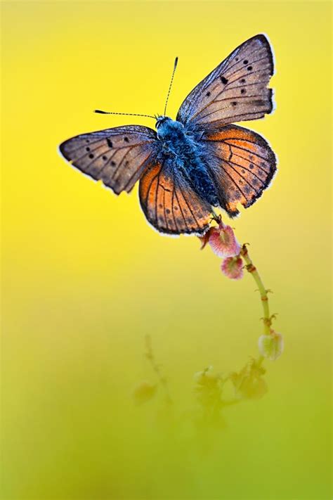 out of the colors by MartinAmm on deviantART | Beautiful butterflies, Beautiful bugs, Colorful ...