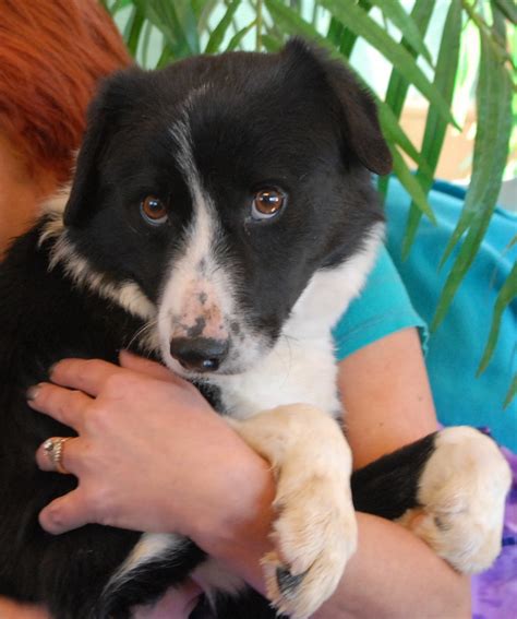 23+ Border Collie Lab Mix Puppies Rescue Photo - Bleumoonproductions