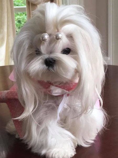 15 Maltese Haircuts & Hairstyles: White, Fluffy, and Looking Fabulous ...