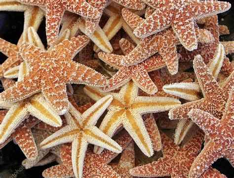 Beautiful brown starfishes Stock Photo by ©alancrosthwaite 78780868