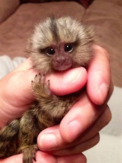 Smol Monky : r/aww