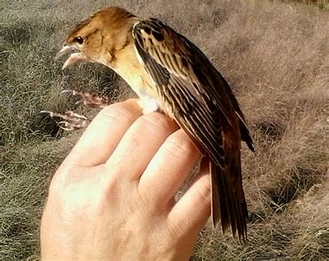 Fall migration monitoring under way at Prince Edward Point Bird Observatory : Prince Edward ...