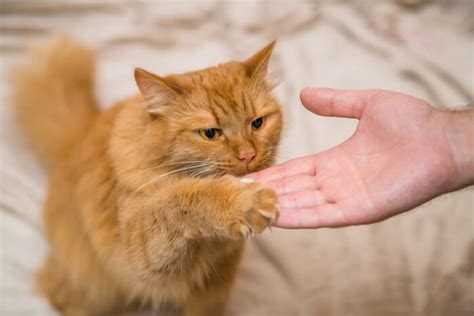 How To Train Your Cat in 5 Easy Steps (Written by an Animal Behaviorist ...