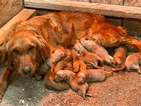 Top 21 Reputable Field Golden Retriever Breeders in The USA