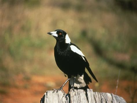 magpie nilkanth bird | Bird that Attacks humans | Birds That Make Humans blind | अचानक करता है ...