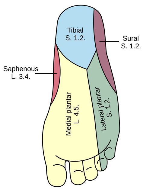 Posterior Tibial Nerve block – ZuckerEM @ Northwell