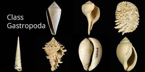 1. Gastropoda | Digital Atlas of Ancient Life