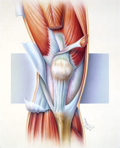 Musculature of the Knee - Geras Healthcare Productions