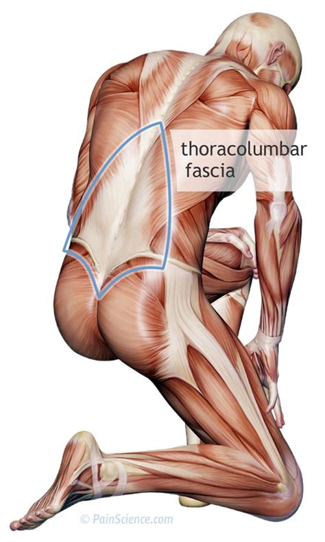 Stretching & Muscle Fascia - Form & Function Physiotherapy ...