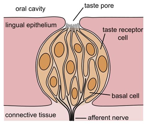 Diagram Of Taste Buds