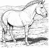 Free Horse Coloring Pages sketch template