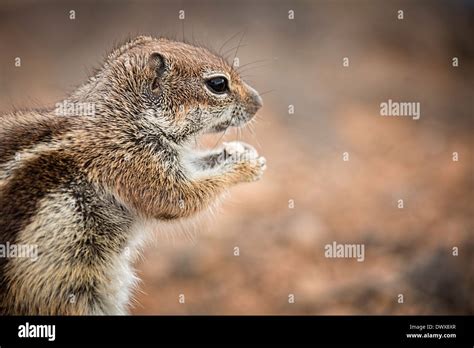 Chipmunk eating nuts Stock Photo - Alamy