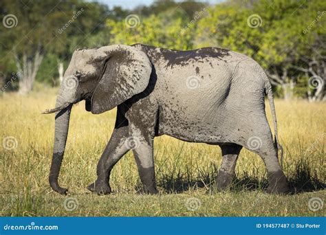 Adult Female Elephant with Small Tusks Covered in Mud Walking in Moremi Okavango Delta Stock ...