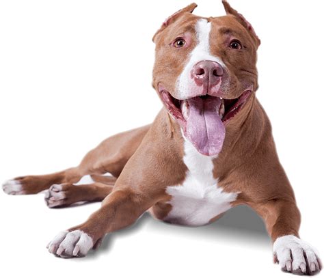 Pitbull Acostado PNG transparente - StickPNG