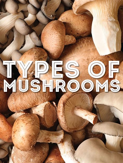 Edible Mushroom Types