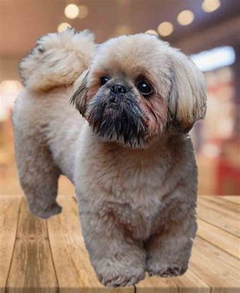 Shih Tzu Bear - Photos All Recommendation