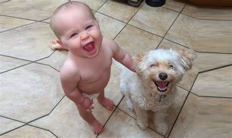 Cute Puppies and Babies Playing Together Compilation 2020