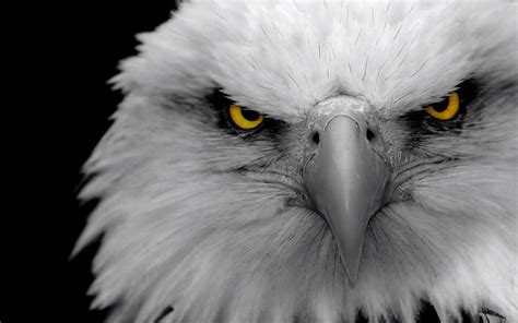 Eagle eyes Wallpapers | Pictures | Eagle wallpaper, Eyes wallpaper ...