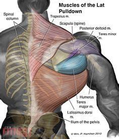 Growing ‘Back Wings’ With Reverse-Grip Pulldowns | Muscle, Bodybuilding, Fit board workouts