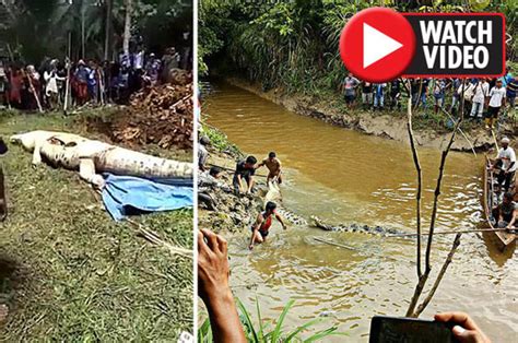 Crocodile attack: Villagers pull HUMAN LEG from 20ft croc in Borneo ...