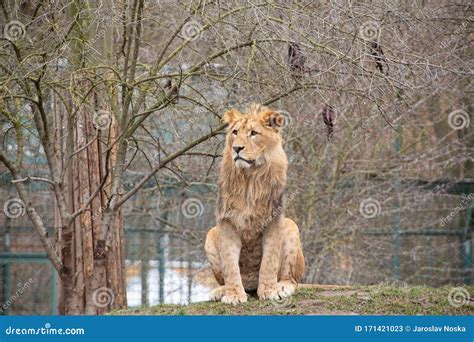 Portrait of Lion in Zoo, Sitting on Grass, Staring Off Camera, Close Up ...