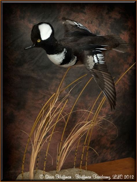 Hooded Merganser Flying Taxidermy Mount - Huffman Taxidermy LLC