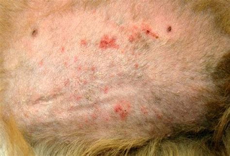 Skin Problems in Dogs Slideshow: Mange, Allergic Dermatitis, Impetigo ...