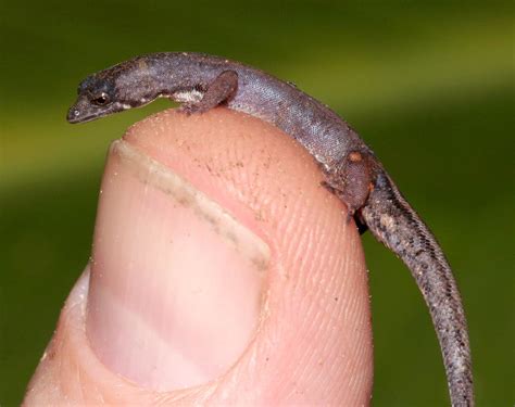 Amazon Pygmy Gecko | Amazon Pygmy Gecko, (Pseudogonatodes gu… | Flickr