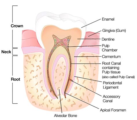 Tooth Anatomy - Gosford, Experienced Dentists: VC Dental