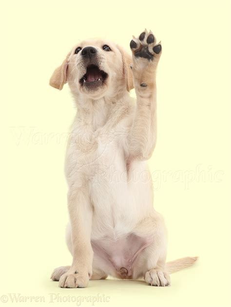 Dog: Yellow Labrador puppy with raised paw photo WP42720