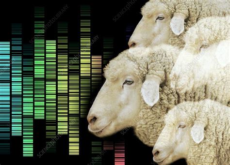 Cloned sheep, conceptual image - Stock Image - F003/0769 - Science Photo Library