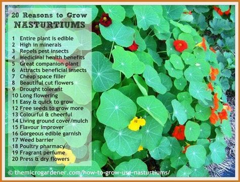 20 Reasons to Grow this Amazing Herb - The Micro Gardener | Nasturtium, Plants, Edible garden