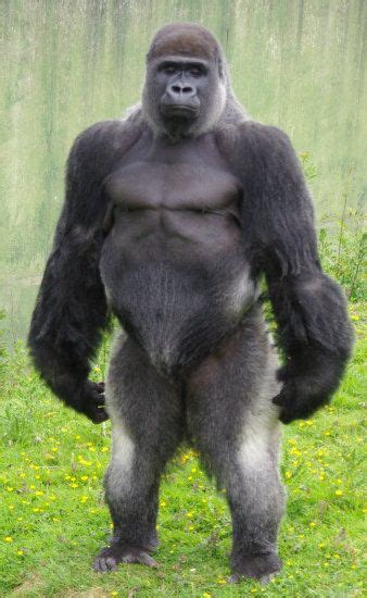 17 Best ideas about Silverback Gorilla on Pinterest | Gorilla gorilla, Gorilla zoo and Western ...