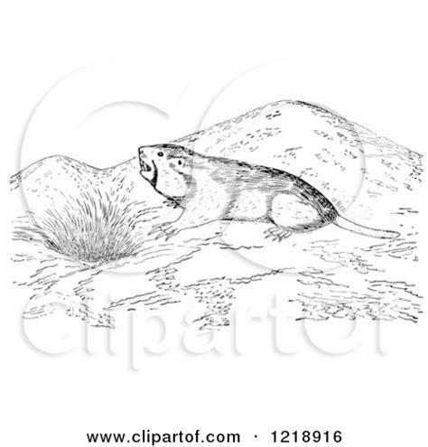 Clipart of a Black and White Pocket Gopher Outside a Den - Royalty Free ...